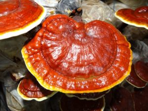 reishi pilz
