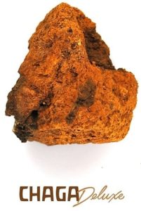 Chaga Pilz